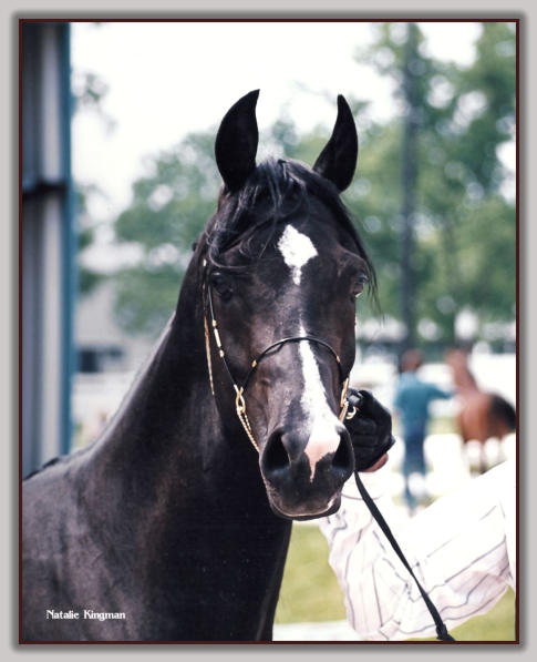 KRH Zar Sharif - Black Rare Strain Al Khamsa Stallion