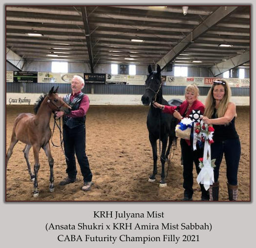 KRH Julyana Mist  (Ansata Shukri x KRH Amira Mist Sabbah) CABA Futurity Champion Filly 2021