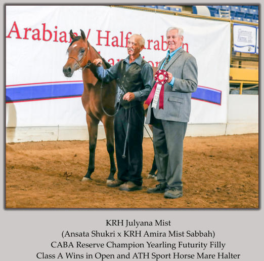 KRH Julyana Mist (Ansata Shukri x KRH Amira Mist Sabbah) CABA Reserve Champion Yearling Futurity Filly  Class A Wins in Open and ATH Sport Horse Mare Halter