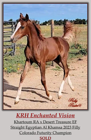 KRH Enchanted Vision Khartoum RA x Desert Treasure EF Straight Egyptian Al Khamsa 2023 Filly Colorado Futurity Champion SOLD